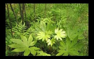 Le Printemps de Vivaldi 